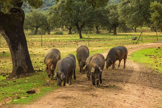 Hemmeligheden bag Iberico-grisen